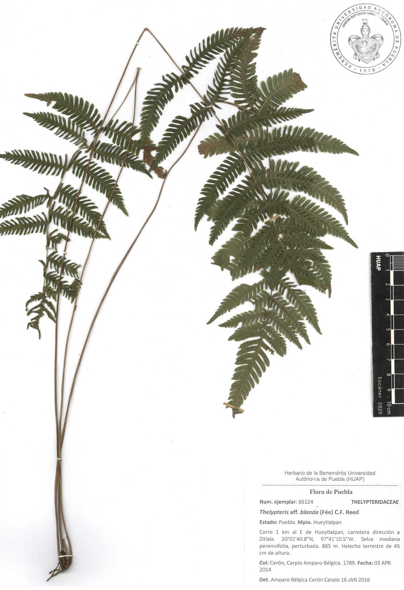 Goniopteris blanda image